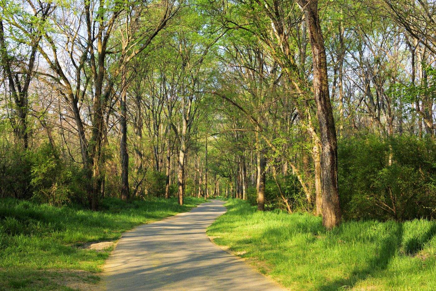 A tree-lined park path in spring light through Tennessee hardwoods